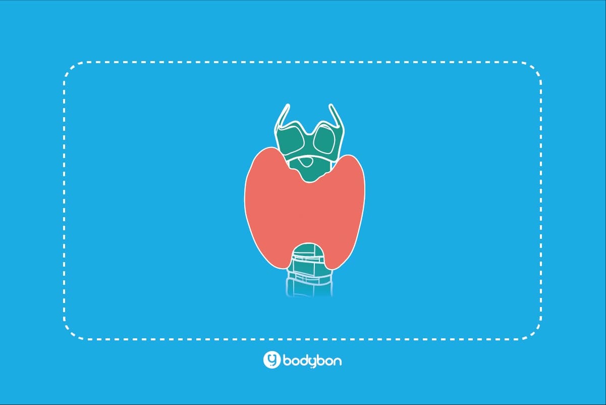 آزمایش T4 چیست و چه کاربردی دارد؟