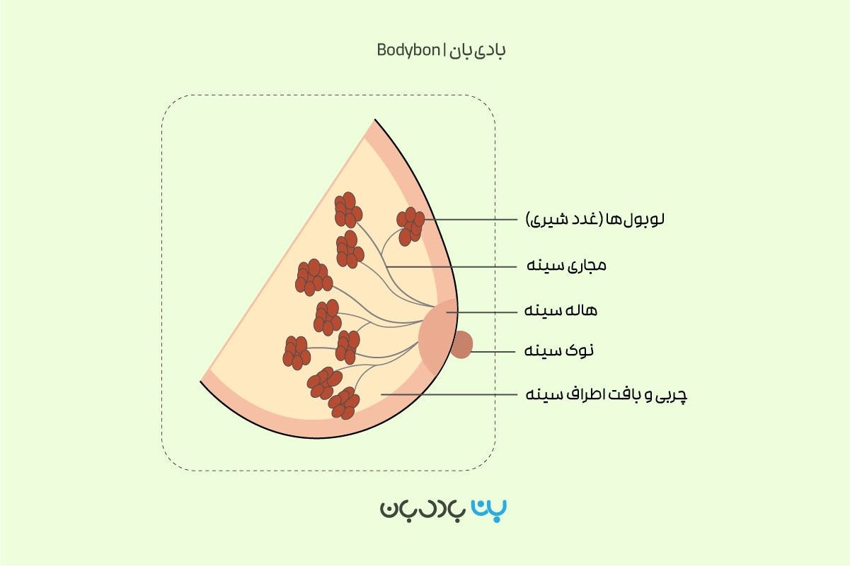 سرطان سینه یا سرطان پستان از کدام قسمت بدن آغاز می‌شود؟