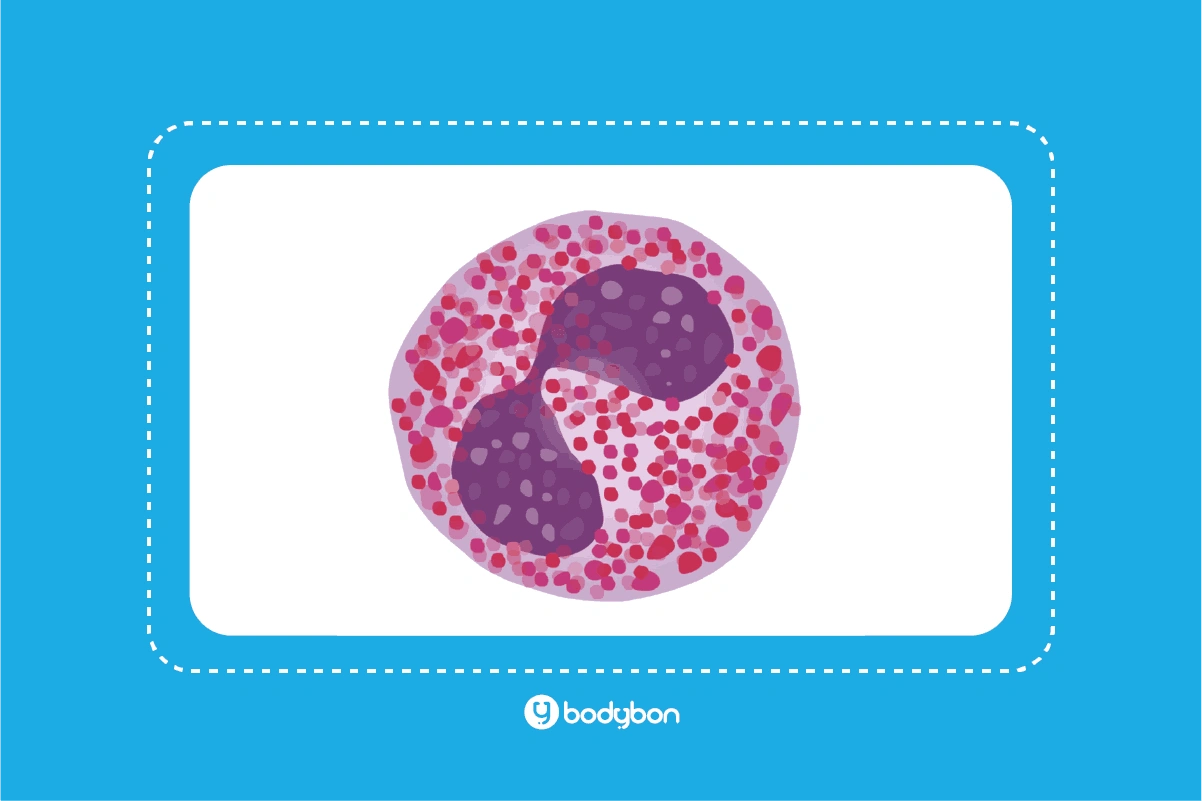 آزمایش ائوزینوفیل چیست؟ Eosinophils در آزمایش خون 3 پایین بودن ائوزینوفیل در آزمایش خون معمولا با ضعف سیستم ایمنی همراه است.
