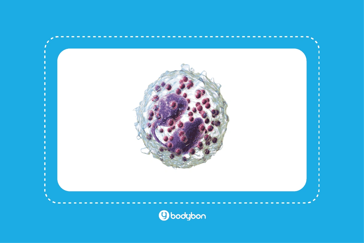 آزمایش ائوزینوفیل چیست؟ Eosinophils در آزمایش خون 2 افزایش eos در آزمایش خون ممکن است نشانه لوسمی یا لنفوم باشد.